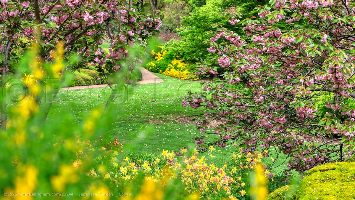 Peter Bellingham Photography Japanese Garden - Cowra